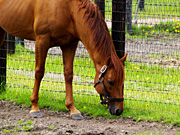 �O���X�����_�[