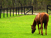 �O���X�����_�[