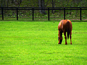 �O���X�����_�[