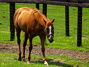 �i���^�g�b�v���[�h