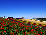 �l�G�ʂ̋u�̕��i