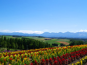 �l�G�ʂ̋u����̕��i