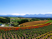 �l�G�ʂ̋u����̕��i