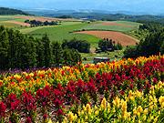 �l�G�ʂ̋u����̕��i