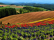 �l�G�ʂ̋u����̕��i