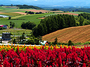 ���l�E�l�G�ʂ̋u