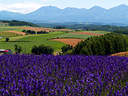 �l�G�ʂ̋u����̕��i