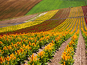 �l�G�ʂ̋u�̕��i