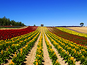 �l�G�ʂ̋u�̕��i