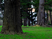 �k��A�����̕��i