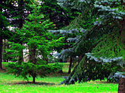 �k��A�����̕��i