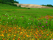 ���z�̋u���񂪂�����̕��i