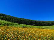 ���z�̋u���񂪂�����̕��i