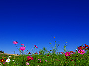 ���z�̋u���񂪂����