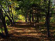 �ԓc�h���т̕��i