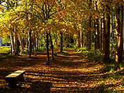 �ԓc�h���т̕��i