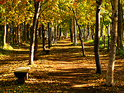 �ԓc�h���т̕��i