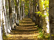 �ԓc�h���� �������؂̕��i