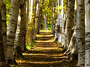 �ԓc�h���� �������؂̕��i