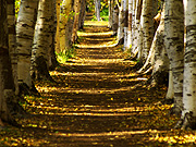 �ԓc�h���� �������؂̕��i