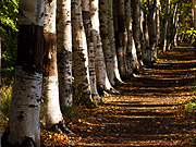 �ԓc�h���� �������؂̕��i