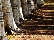 �ԓc�h���� �������؂̕��i