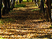 �ԓc�h���� �������؂̕��i