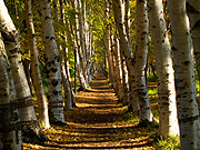 �ԓc�h���� �������؂̕��i