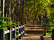 �ԓc�h���т̕��i