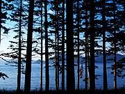 ����΂̕��i