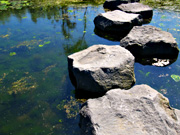 �E�H�[�^�[�K�[�f���̕��i