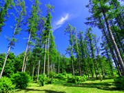 �V�F�[�h�K�[�f���̕��i