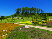 �q�[�X�K�[�f���̕��i