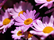 �~���R���X��