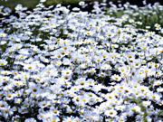 �V���X�^�[�f�[�W�[