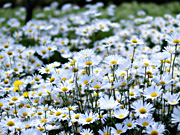 �V���X�^�[�f�[�W�[