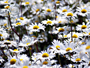 �V���X�^�[�f�[�W�[