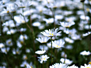 �V���X�^�[�f�[�W�[