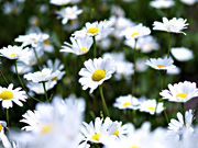 �V���X�^�[�f�[�W�[