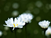 �V���X�^�[�f�[�W�[