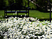 �V���X�^�[�f�[�W�[