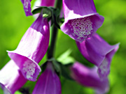 �W�L�^���X