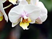 �t�@���m�v�V�X