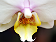 �t�@���m�v�V�X