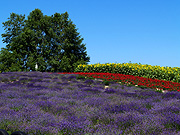 ����Ԃ̋u�̕��i