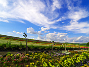 ����Ԃ̋u�̕��i