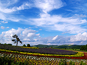 ����Ԃ̋u�̕��i