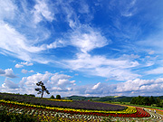 ����Ԃ̋u�̕��i