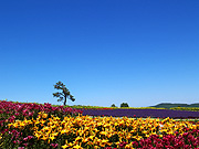 ����Ԃ̋u�̕��i