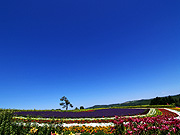 ����Ԃ̋u�̕��i